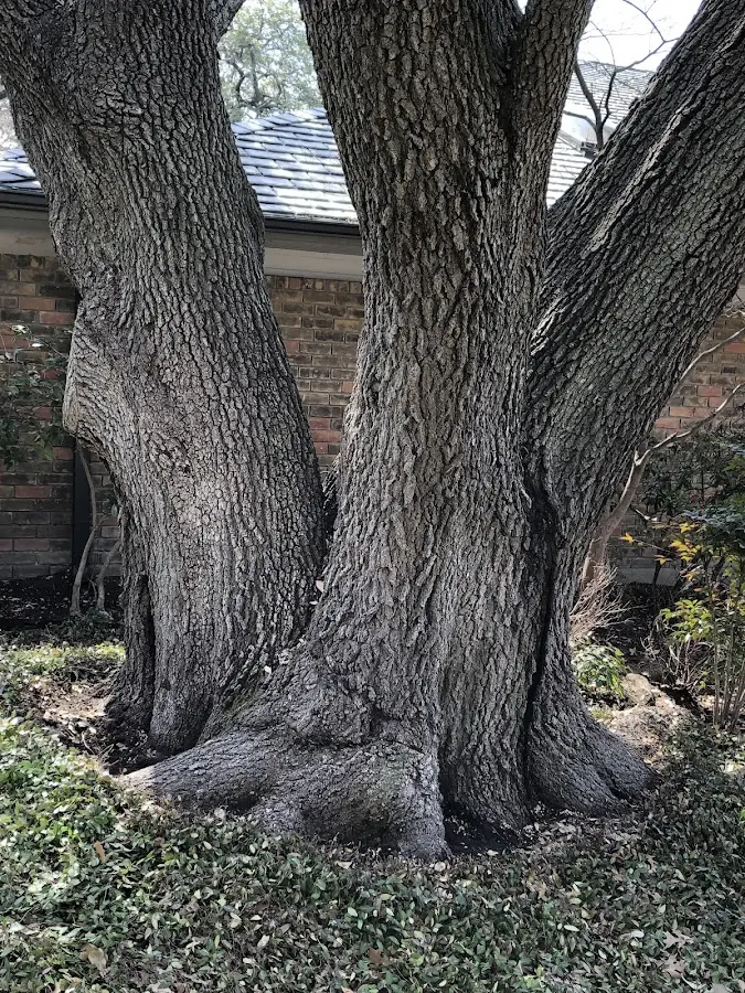 Mature heritage tree close to a Raleigh property cared for by certified arborists